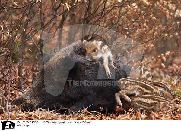 Wildschweine / wild hogs / AVD-03229