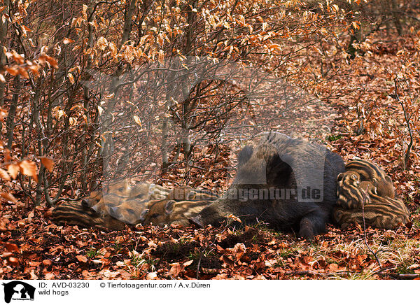 wild hogs / AVD-03230