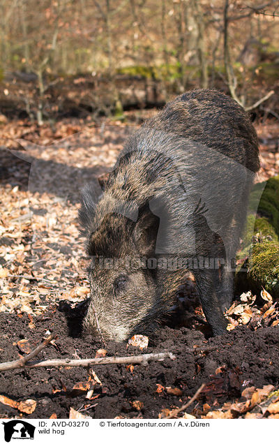 Wildschwein / wild hog / AVD-03270