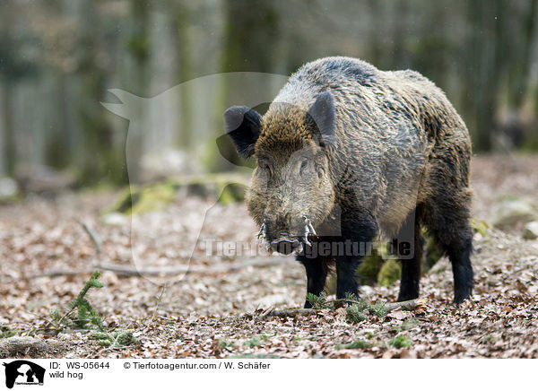 wild hog / WS-05644