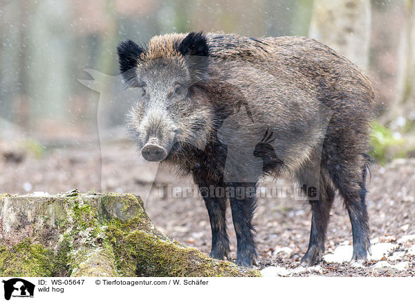 Wildschwein / wild hog / WS-05647
