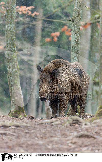 wild hog / WS-05648