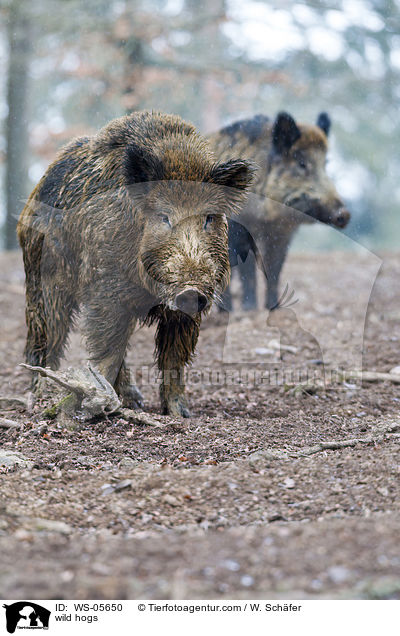 Wildschweine / wild hogs / WS-05650