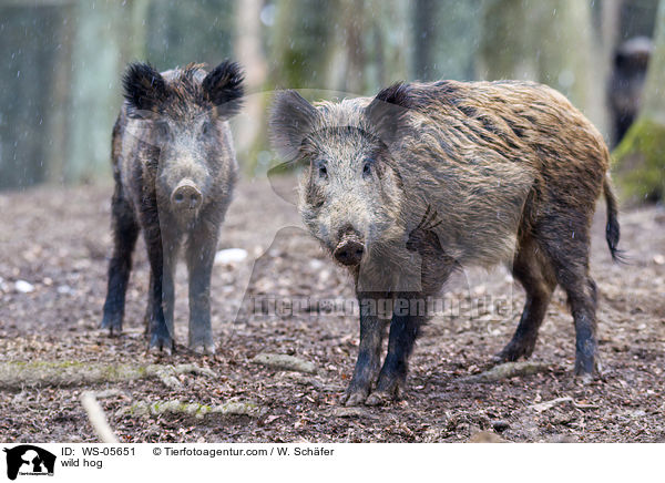 wild hog / WS-05651