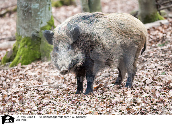 wild hog / WS-05654
