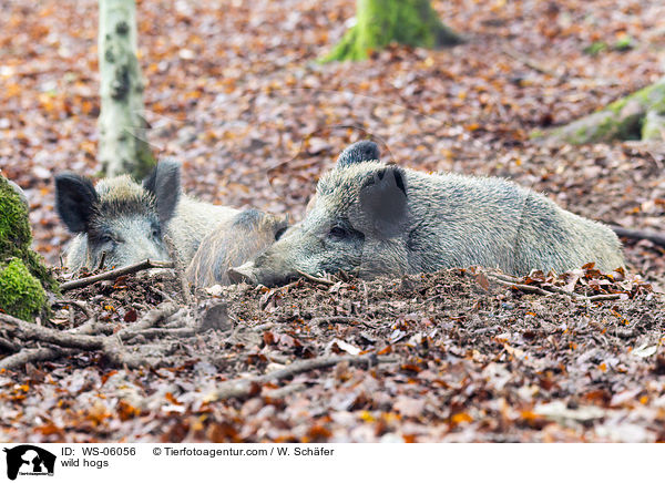 Wildschweine / wild hogs / WS-06056