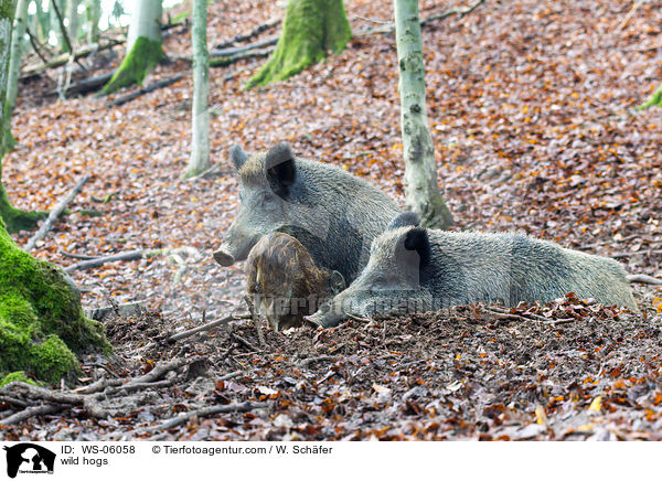 Wildschweine / wild hogs / WS-06058