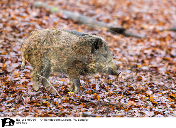 wild hog / WS-06060