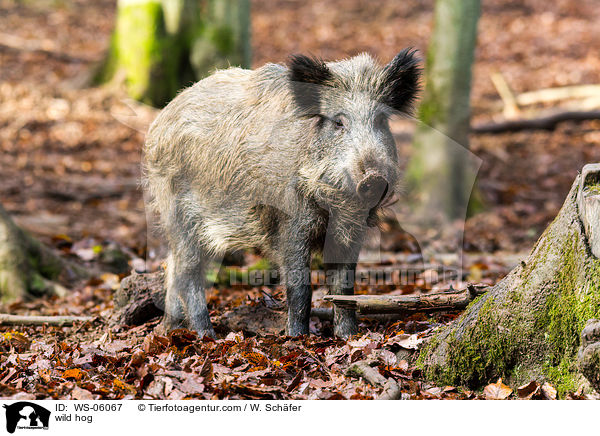 wild hog / WS-06067