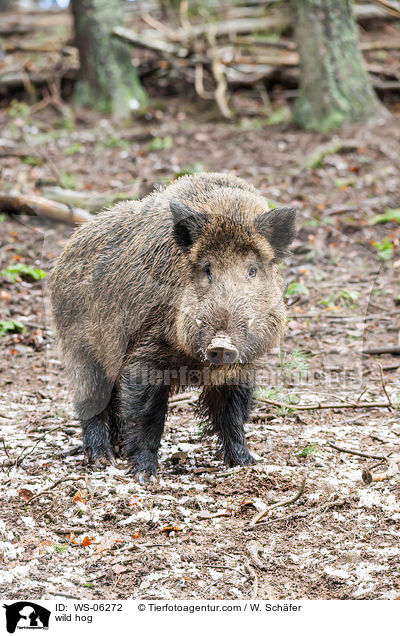 wild hog / WS-06272