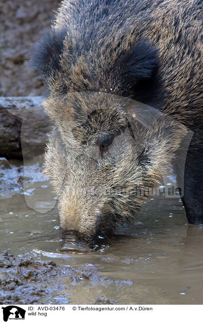 wild hog / AVD-03476