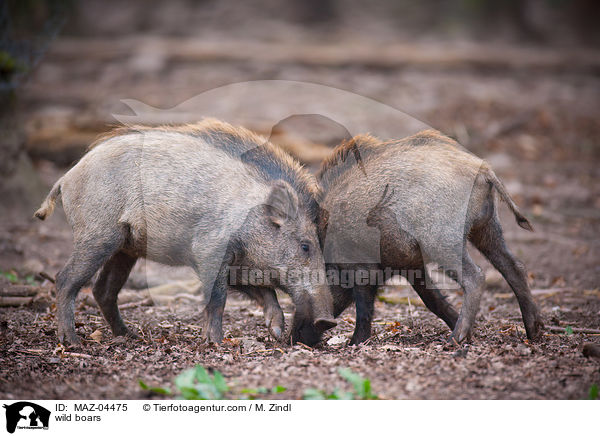 Wildschweine / wild boars / MAZ-04475