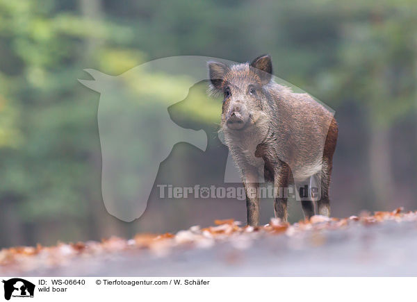 wild boar / WS-06640