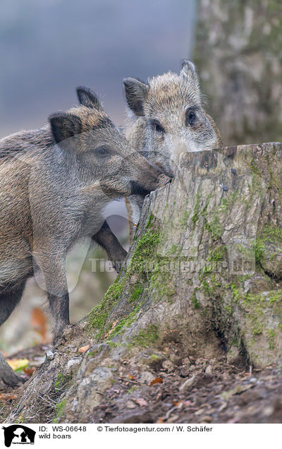wild boars / WS-06648