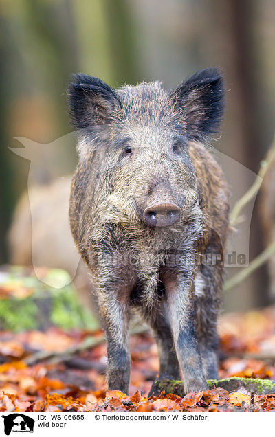 wild boar / WS-06655