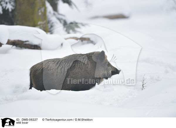 wild boar / DMS-08227