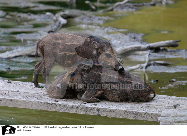 Wildschweine / wild boars / AVD-03644