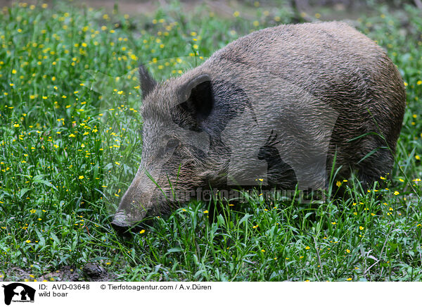 Wildschwein / wild boar / AVD-03648