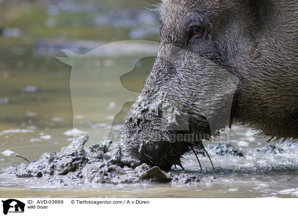 wild boar / AVD-03669
