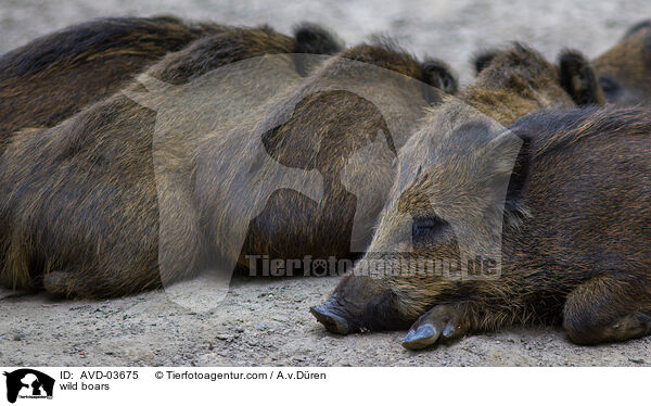 wild boars / AVD-03675