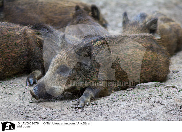 Wildschweine / wild boars / AVD-03676