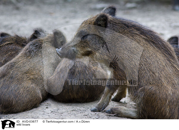 wild boars / AVD-03677