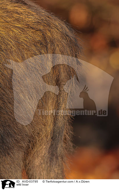 wild boar / AVD-03795