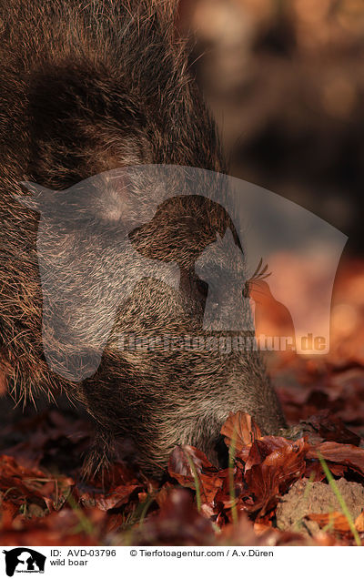 wild boar / AVD-03796