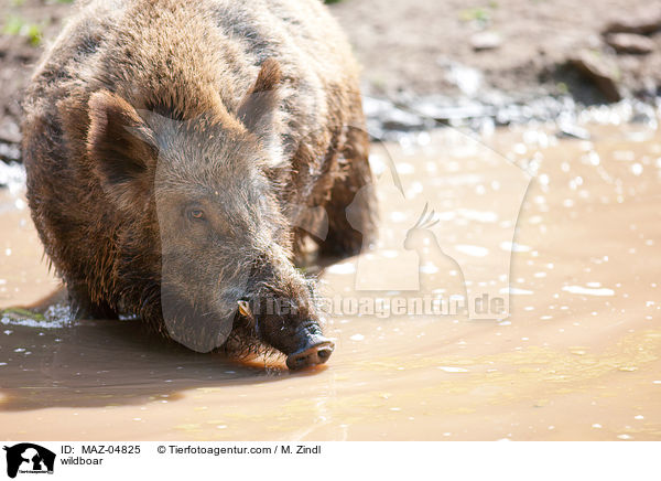wildboar / MAZ-04825