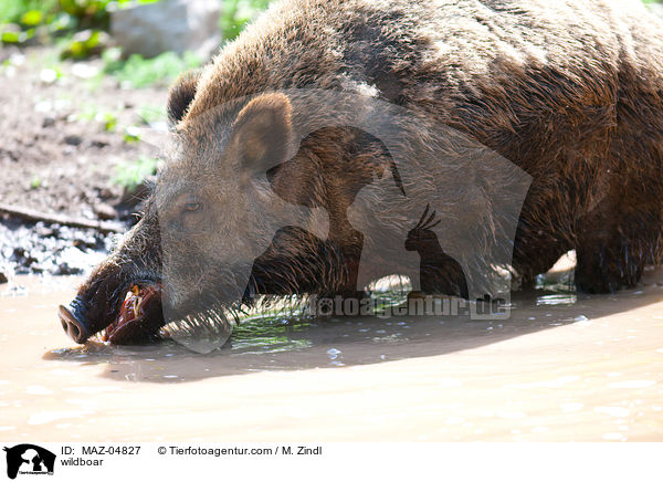 wildboar / MAZ-04827