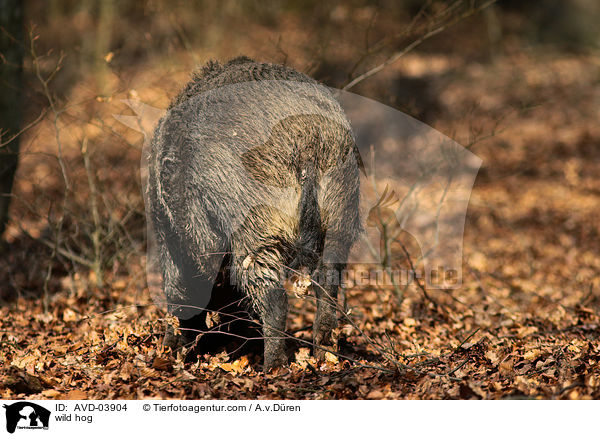 Wildschwein / wild hog / AVD-03904