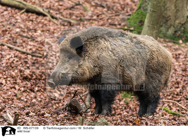 wild boar / WS-07139