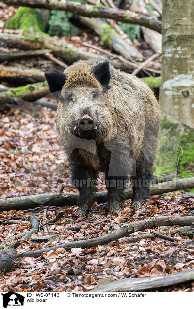 wild boar / WS-07143