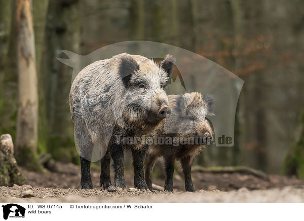 wild boars / WS-07145