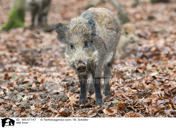 wild boar / WS-07147