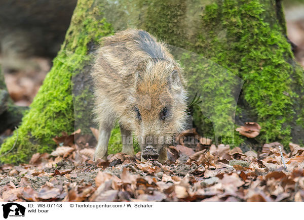 wild boar / WS-07148