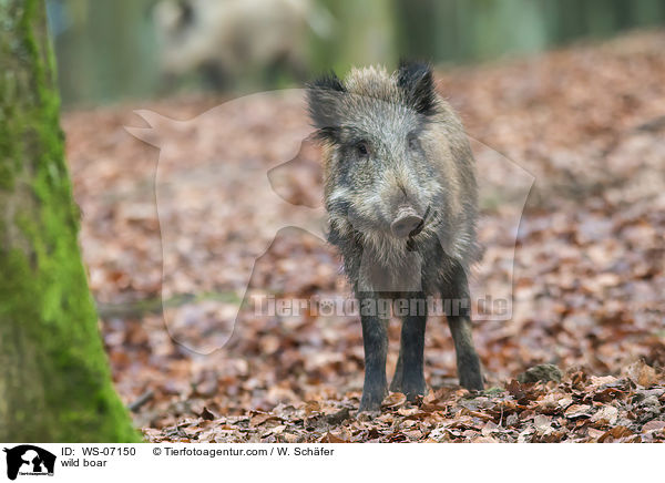 wild boar / WS-07150