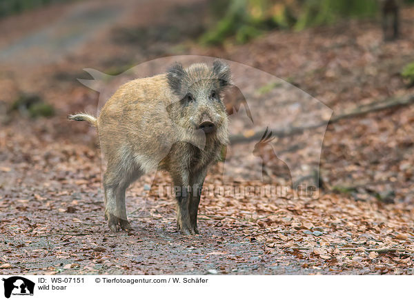 wild boar / WS-07151