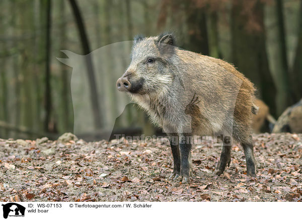 wild boar / WS-07153