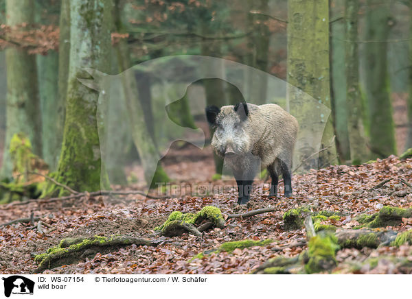 wild boar / WS-07154