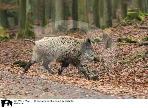 wild boar / WS-07156