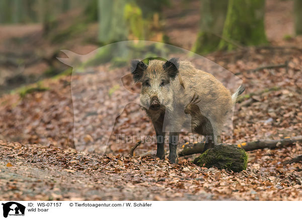 wild boar / WS-07157