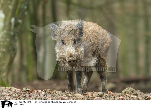 wild boar / WS-07159