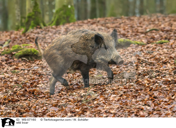 wild boar / WS-07160