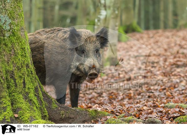 wild boar / WS-07162