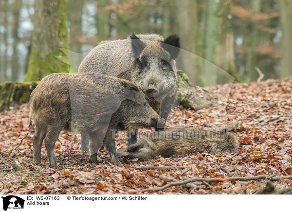 wild boars / WS-07163