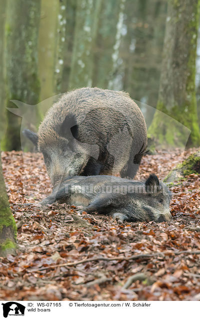wild boars / WS-07165
