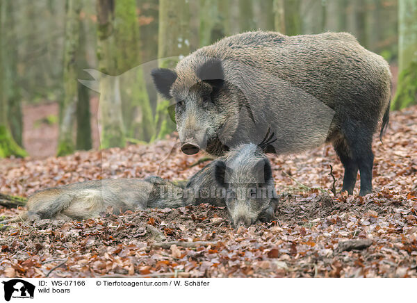 wild boars / WS-07166