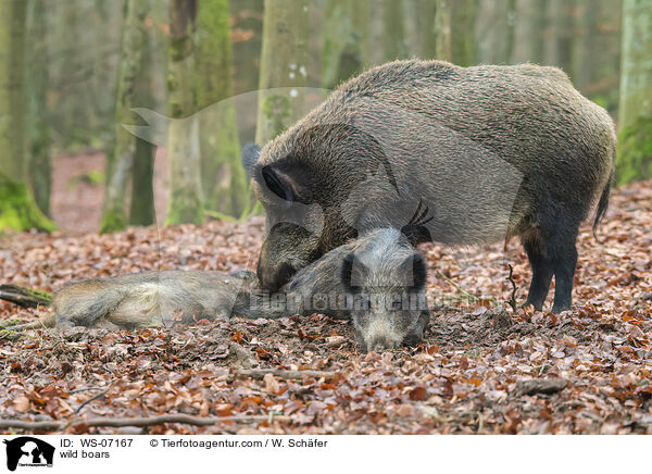 Wildschweine / wild boars / WS-07167