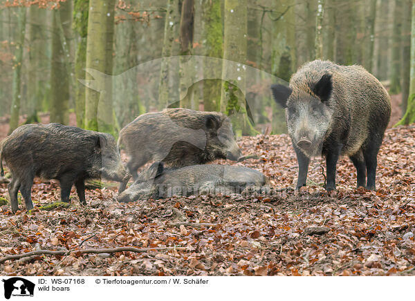 wild boars / WS-07168